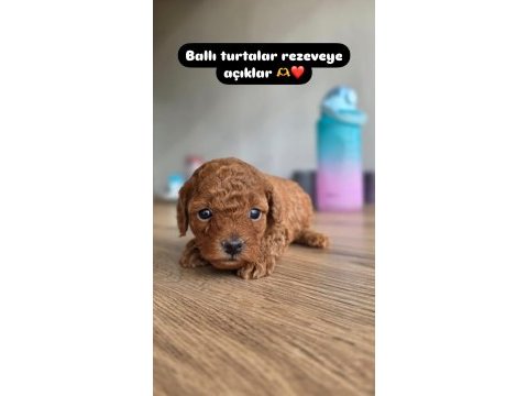 Lokum gibi poodle yavrular