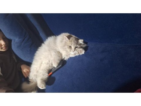 Acil ücretsiz sahiplendirme kedimiz