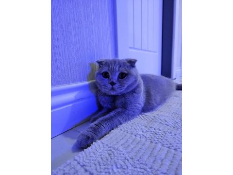 Kızımız 1 yaşında scottish fold
