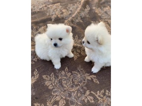 40 günlük pomeranian yavrular