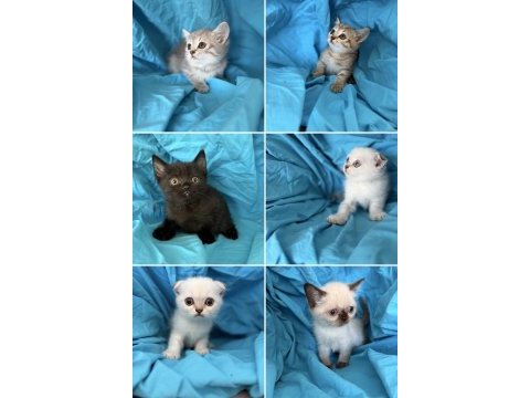 Kaliteli 1. sınıf british shorthair yavrular