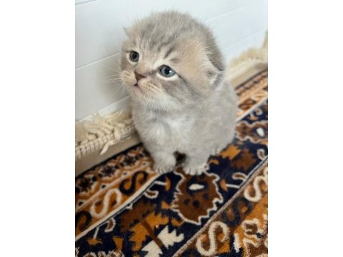 Scottish fold yavrular