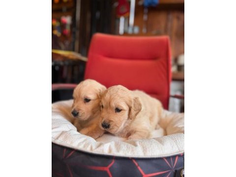 Golden retriever severler için minik kalpler