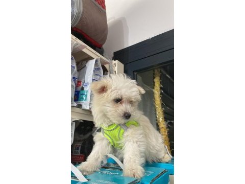 Yavru terrier sevilcan