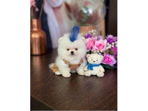 Oyuncak gibi mini boy dişi erkek pomeranian ayıcıklar