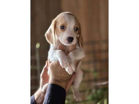 Safkan beagle yavruları