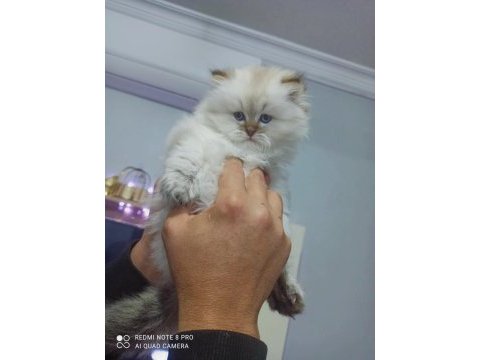 Tatlılar geldi british longhair