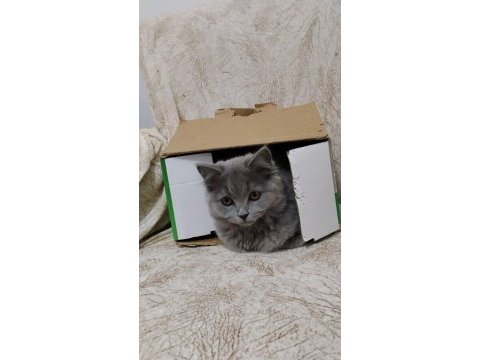 Yavru british shorthair