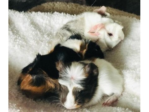 Yavruları ile beraber sahiplendirilecek gine pigler