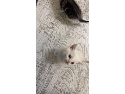 İran kedisi evlatlarıma yeni yuva arıyorum
