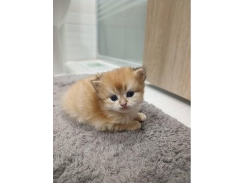 British longhair kedilerimiz