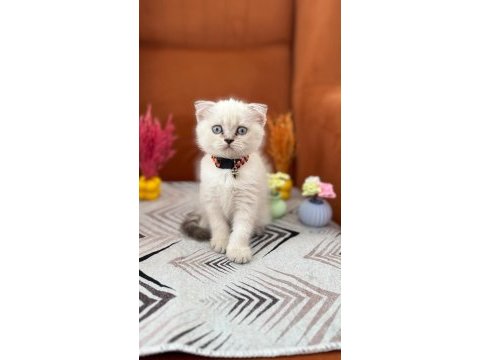 A kalite british shorthair yavrular