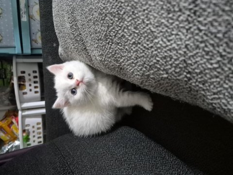 4 erkek 1 dişi britich shorthair yavrularımız