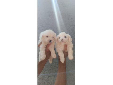 Kusursuz maltese terrier yavrular