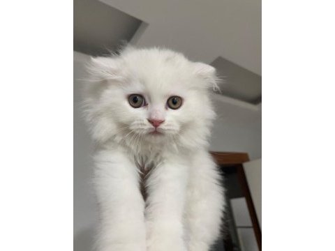 Scottish fold erkek yavru