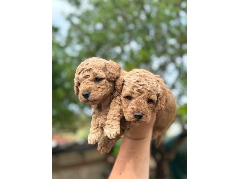 İkiz köpeklerimizden son kalan erkek poodle miz