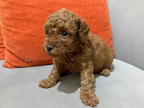 Safkan toy poodle yavruları