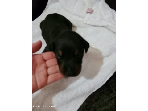Doberman yavrularımız sahiplendirilecektir