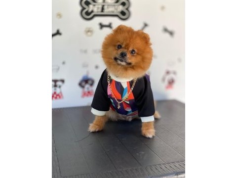 Uçanı kaçanı eşler orijinal pomeranian boo