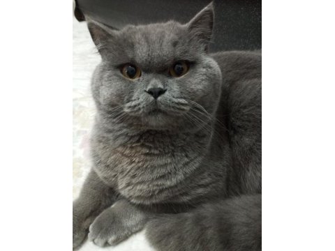 Ücretsiz sahiplendirme 3 yaşında british shorthair