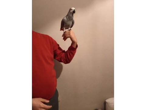 Acil jako papağanı