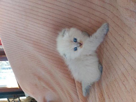 Scottish straight kitten