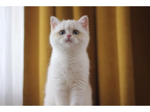 Beyaz british shorthair 5 aylık