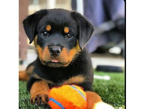 Dişi erkek rottweiler yavrularımız