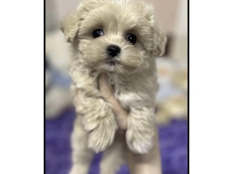 Maltipoo safkan