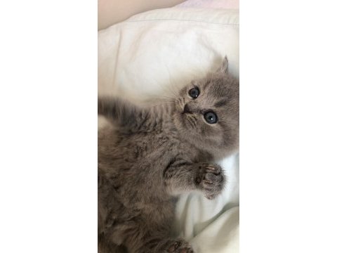 1 mayıs doğumlu scottish fold bebekler