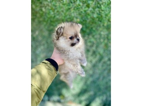 Mini mini aslan pomeranian boo