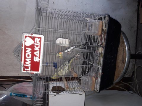 Çift sultan papağanı erkek 4 kelime konuşuyor