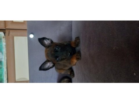 Bursadan malinois yavrularımız