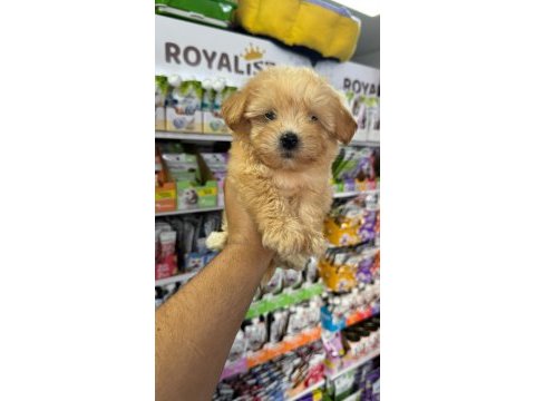 Mini boy maltipoo yavrularımız