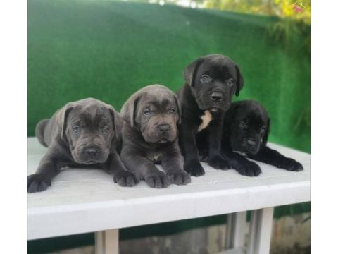 Elit patiler farkıyla cane corso yavrular