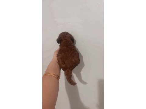 Kore red brown teacup poodle 2 aylık dişi ve erkek