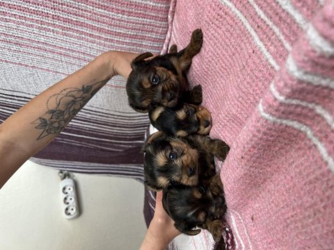 3 haftalık yorkshire terrier