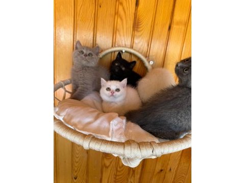Koca kafa orijinal british shorthair yavrularım