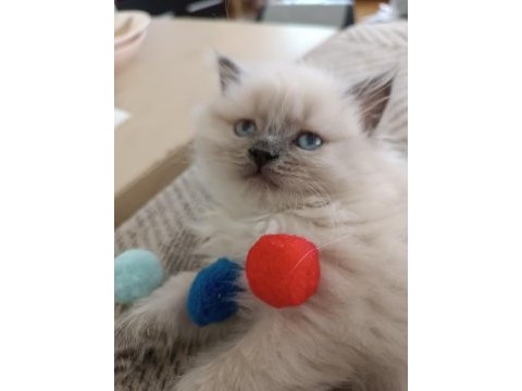 52 gunluk british longhair blue point yavru