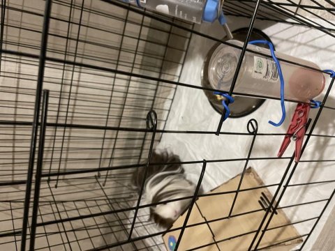 1 yaşında erkek adı çorap guinea pig