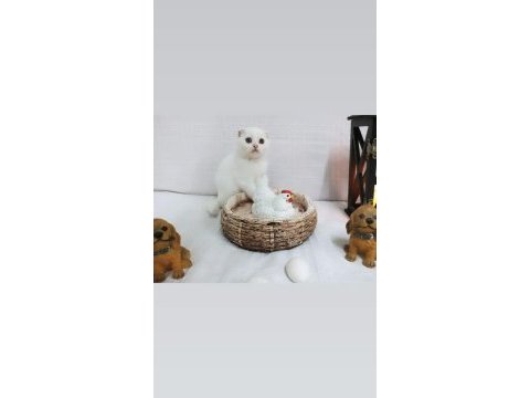 British shorthair ve scottish 2.5 aylık yavru