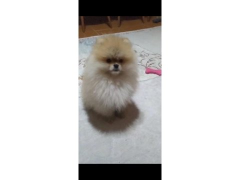 Şampiyon babadan erkek pomeranian yavrular
