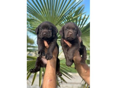 Labrador redriever sevimli yavrular ruhsatlı çiftlik 