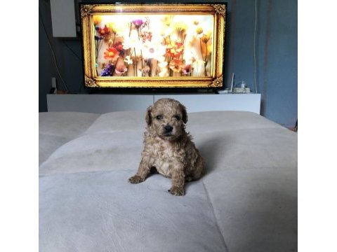 Kg garantili 0 numara poodle ayarında maltipoo