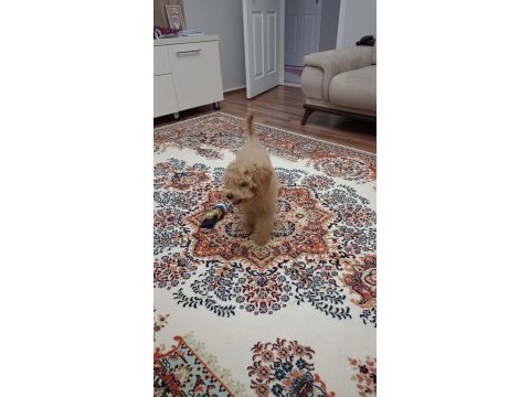 90 günlük toy poodle