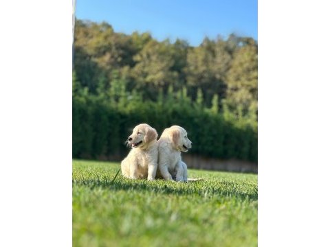 Golden retriever yavruları ıstanbul     