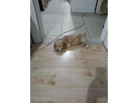 Küçük maltipoo oğlum