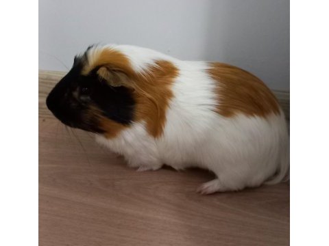 Kafeste birlikte ginepig