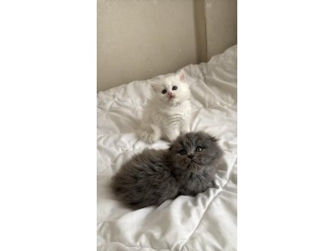 British longhair prens ve prenslerimiz rezerveye açıktır