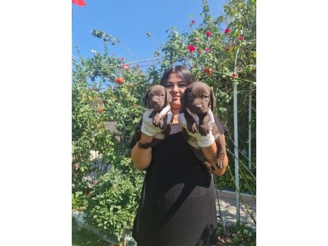 Mükemmel çikolata labrador yavrularım